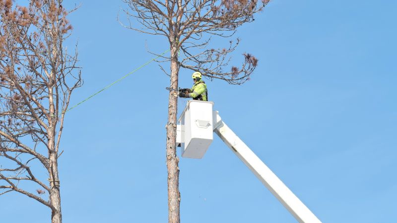 Tree Cabling Service
